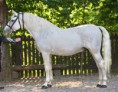 4574 Conversano Krabbe III-1 - Lipicai
